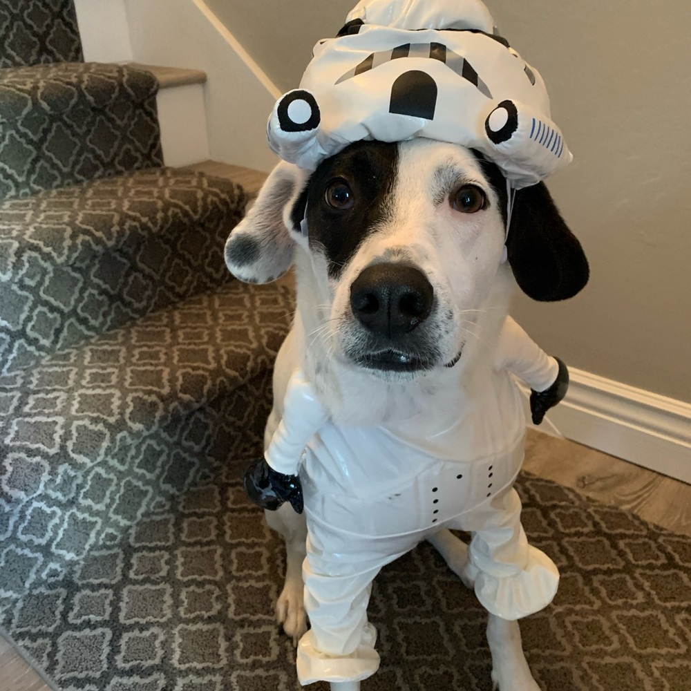 Star Wars Stormtrooper Dog Costume